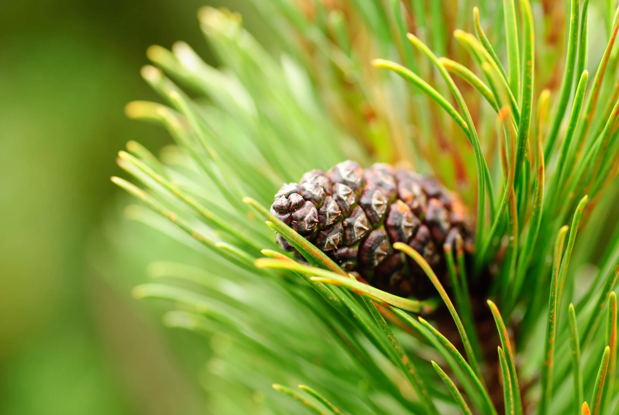 French Maritime Pine Bark Extract